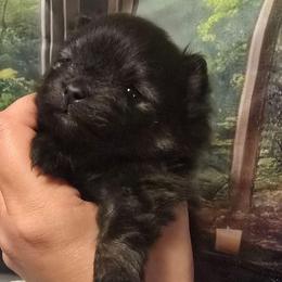 Boy 1 - Black and tan male Pomeranian puppy in Bloomingdale, New Jersey from Bella Luna Pomeranians