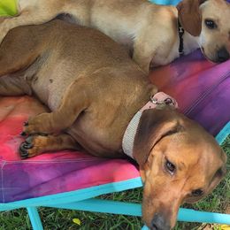 Dachshunds from Sweetheart Ridge Dachshunds