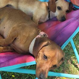 Dachshunds from Sweetheart Ridge Dachshunds