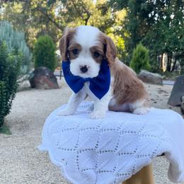 Bentley - Blenheim male Cavalier King Charles Spaniel puppy in Shingle Springs, California from California Spaniels