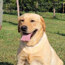 Rusty - Labrador Retriever