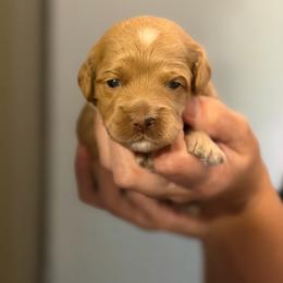 Penny - Red female Cockapoo puppy in Colorado Springs, Colorado from Garrett Doodles