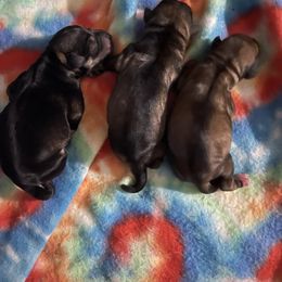 Miniature Schnauzer Puppies from Krystle's Miniature Schnauzers