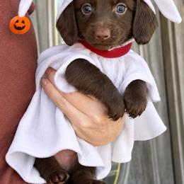 Zero - Chocolate male Dachshund puppy in Ragland, Alabama from PK livestock