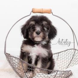 Bernedoodle and Aussiedoodle Puppies from Lillybee
