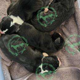 Interepido - Mantle male Great Dane puppy in Cheyenne, Wyoming from Viking Kennel