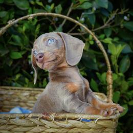 Lucky - Fawn (isabella) and tan male Dachshund puppy in Temecula, California from Naomi Magee's Dachshund Kennel