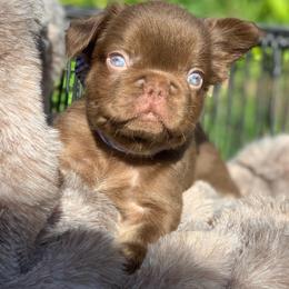 Randy Savage - Liver male French Bulldog puppy in Minneapolis, Minnesota from Flyazz Frenchies Kennels