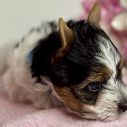 Spence (Spenser) 2000 - Black tan and white male Biewer Terrier puppy in Ambrose, Georgia from Southern Star Biewer Terriers