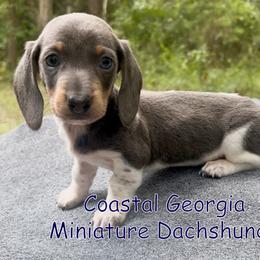 Beautiful Blue Boy - Blue and tan male Dachshund puppy in Brunswick, Georgia from Coastal Georgia Miniature Dachshunds