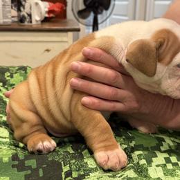 Bulldog Puppies from Bulldog's 4 Brothers