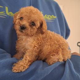 Poodles from StarfirepoodlesandDoodles