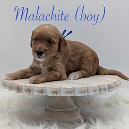 Malachite - Red  male Goldendoodle puppy in Beverly Hills, Florida from Bundle of Joy Doodles