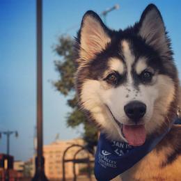 Siberian Husky Puppies from Myths and Legends Siberian Huskies