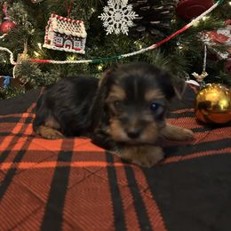 Cupid - Black and tan male Yorkshire Terrier puppy in Hardeeville, South Carolina from Pups of the Lowcountry