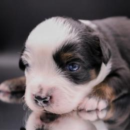 Rocket - Black tri male Miniature Australian Shepherd puppy in Melbourne, Florida from True Spirited Aussies