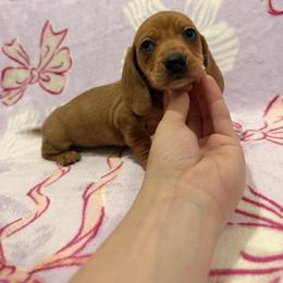Frost - Dapple male Dachshund puppy in Choctaw, Oklahoma from Danica’s Dachshunds