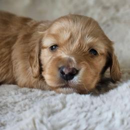 Girl 1 - Red female Dachshund puppy in Pasco, Washington from Loyal Lil Dachshunds