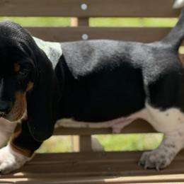 Basset Hounds from Staci Sills
