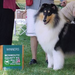 Collies from Roblyn Collies