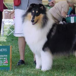 Collies from Roblyn Collies