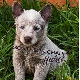 Ariel - Red speckled female Australian Cattle Dog puppy in Floyd, Virginia from Southern Charm Heelers