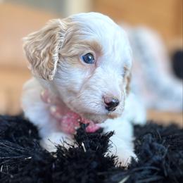 Pinky - Cream female Aussiedoodle puppy in Arizona from Coats of Many Colors LLC