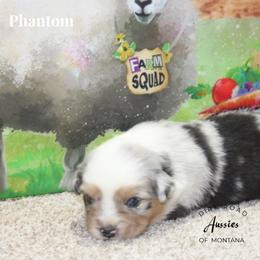 Phantom - Blue merle female Miniature Australian Shepherd puppy in Ronan, Montana from Dirt Road Aussie’s of Montana