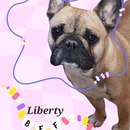 Libby - French Bulldog