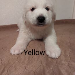 Great Pyrenees Puppies from Duck Creek Poultry Place & Wilson's Waterfowl