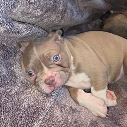 Han - Lilac male Boston Terrier puppy in Chickamauga, Georgia from Aiguier's Bostons