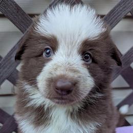 Momma Fortuna - Panda female German Shepherd puppy in Olean, New York from F&B Kennels