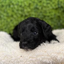 Ace - Black male Goldendoodle puppy in Clinton, Utah from Golden Law Kennels