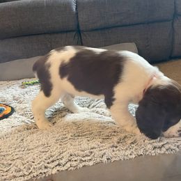 English Springer Spaniel Puppies from Timothy Naylor