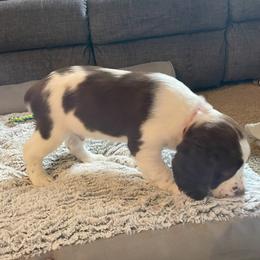 English Springer Spaniel Puppies from Timothy Naylor