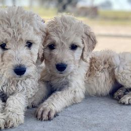 Goldendoodles from Spring Prairie Doodles