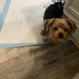 Yorkshire Terrier Puppies from Christ Like Pups