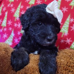 Bonnie (light blue collar) - Black female Sheepadoodle puppy in Mouth Of Wilson, Virginia from HoneyBunn Doodle Co.