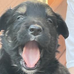 Pepper - Black tri-color female Australian Shepherd puppy in Hopewell, Virginia from Sarah Estes