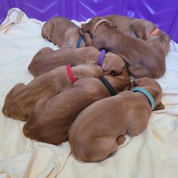Vizsla Puppies from Laurie Kirwan