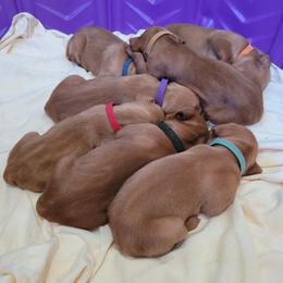 Vizsla Puppies from Laurie Kirwan