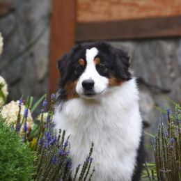 Godiva - Black tri-color Australian Shepherd puppy in Pilot, Virginia from Obsidian Australian Shepherd