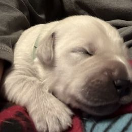 Golden Retriever Puppies from Hagan's Golden Retrievers