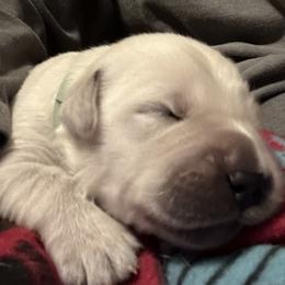 Golden Retriever Puppies from Hagan's Golden Retrievers