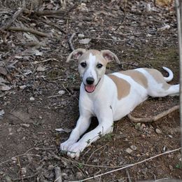 Whippet Puppies from Laurel-Highmoor Whippets