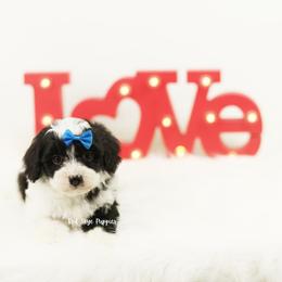 Sterling (Blue Collar) - Black and white male Cavapoo puppy in Republic, Missouri from Red Skye Puppies
