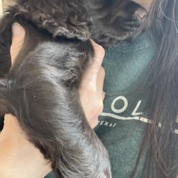 English Cocker Spaniel Puppies from River Trail Kennels