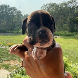 Dallas - Brindle male Boxer puppy in Jamesville, New York from Reynolds Homestead Boxers