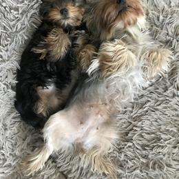 Yorkshire Terrier Puppies from Essence of Grace Yorkies