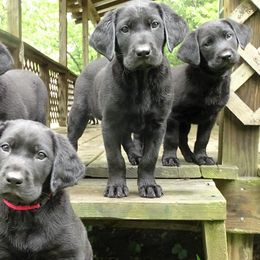 Labrador Retrievers from Valedictorian Retrievers